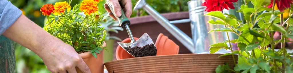 Nyári virággondozás