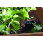 DARWIN GARDEN BED RPO MŰANYAG KERTI VIRÁGLÁDA (ALSÓ POLCCAL) - Image 4