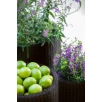 S+M+L CYLINDER PLANTERS MŰRATTAN KASPÓ SZETT - Image 2