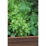 DECO ELEVATED MŰANYAG KERTI VIRÁGLÁDA (alsó polccal) 110L - Image 6