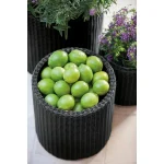 S+M+L CYLINDER PLANTERS MŰRATTAN KASPÓ SZETT - Image 3
